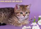 Яркие, нарядные,  расписные британские котята для Вас ! 8-905-572-70-72 