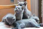 Продаются элитные котята Русской голубой кошки
