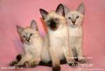 Тайские котята - кошечки и котики
