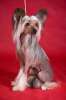 щеночек-ангелочек китайской хохлатой собаки
