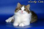 Котик редкой породы Highland Straight, очень ласковый котёнок, великолепные породные данные