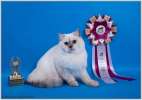 Великолепный британский котик Колор Пойнт, м.Коломенская (60 000 руб.)
