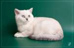 Шотландский котик серебристый колор-пойнт