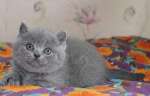 Британский котенок ШОУ класса алиментный лучший в помете голубой