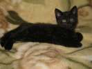 Черный котенок-мальчик, 1.5 мес. Красатун!