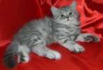 Питомник Helen-Ais предлагает шотландских котят 89035742345