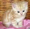 Британские  мраморные котята  из питомника VIVIAN.