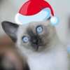Голубоглазых тайских котят ВВЦ в галереее подарков