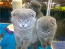 Великолепные Скоттиш фолд и страйт-Шотландские (вислоухие и прямоухие) элитные котята 