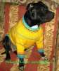 вязанные жилеты и свитеры – комфортная одежда для собак