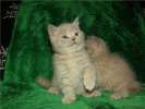 Скоттиш фолд и страйт-Шотландские (вислоухие и прямоухие)  элитные котята от Гранд Интер Чемпионов