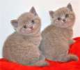 высокопородные Британские лиловые котята - улыбающиеся мишки
