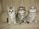 Скоттиш фолд и страйт-Шотландские (вислоухие и прямоухие)элитные котята 