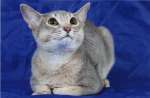 абиссинская кошка голубого окраса