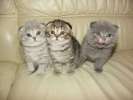 Скоттиш фолд,страйт и британские котята от Высокотитулованных родителей:Gr.Int.Ch Antuana и др.