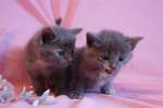 Котята-2 дымчато-голубые девочки и 1 черный пушистый мальчик, 1.5 мес
