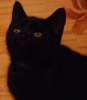 британский чёрный котик 3000рублей