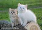 Колор-пойнт британский голубоглазый котёнок