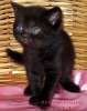 Британские  черные котята из питомника VIVIAN