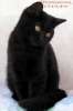 Британские клубные черные котята из питомника VIVIAN