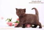 Британские котята эксклюзивных окрасов – колор-поинт, черный, кремовый, красный, лиловый, голубой!
