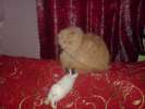 Вязка с персидским кремовым котом