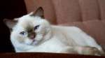 Британские котята окраса циннамон-пойнт