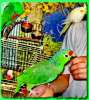 Птицы покупка-продажа в Москве, попугаи неразлучники, какаду, жако, амазоны др. виды птиц....