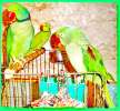 Питомник попугаев, большие, средние, малые виды.