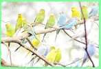 Волнистые попугаи ручные, заказывайте цвет птицы.