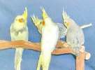 Нимфы попугаи кореллы домашнего разведения