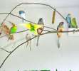 Волнистые попугаи домашнего разведения