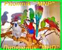 Попугаи из питомника "MNP"- говорящие, ручные - птенцы и взрослые птицы.