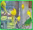 Какарики продаю желтые, зеленый по 1000 руб