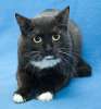 Миниатюрная черная кошка Пуся,8 мес.