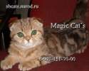 Эксклюзивные котята золотого мраморного окраса