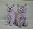 Два шикарных лиловых котика от титулованных родителей