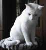 В дар белоснежный котик Мускат.