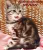 Британские котята шоколадный мрамор из питомника vivian.