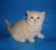 Шикарный солнечный кремовый котик от Международных Чемпионов ВИДЕО