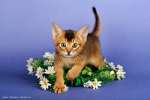Абиссинские Котята ищут любящие сердца на долгие годы любви