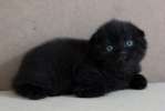 Вислоухие черные котята