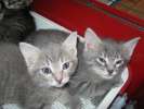 Серебристо-голубые и полосатенькие котятки, 1.5 мес
