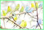 Волнистые попугаи домашнего разведения птенцы