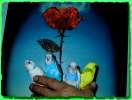 Волнистые попугаи домашнего разведения птенцы
