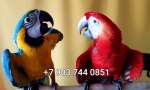 Попугаи ара - ручные птенцы из питомника