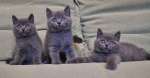 Три красивых голубых котика. В связи с отпуском низкие цены.