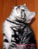 Британские мраморные котята  из питомника VIVIAN.