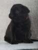 Черные щеночки пти-брабансоы
