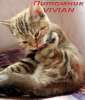 Британские котята мраморных окрасов из питомника 